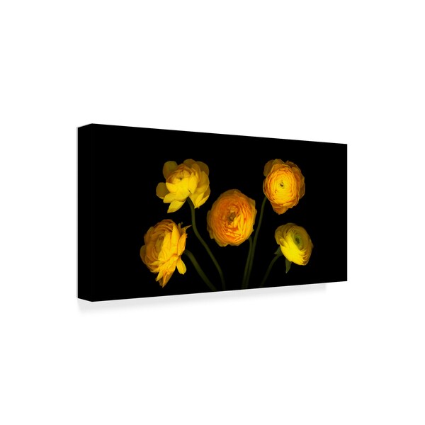 Susan S. Barmon 'Yellow Ranunculus 3' Canvas Art,16x32